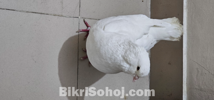 কবুতর